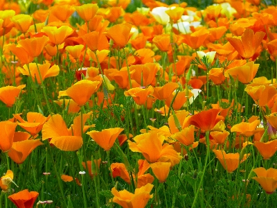 Nature plant field meadow Photo