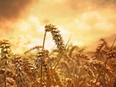 Grass plant sky sunset Photo