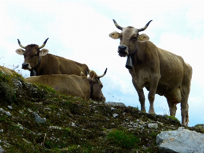 Adventure animal wildlife horn Photo