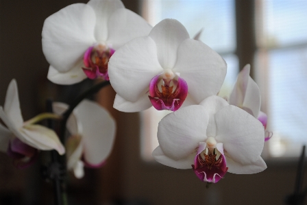 Water nature blossom plant Photo