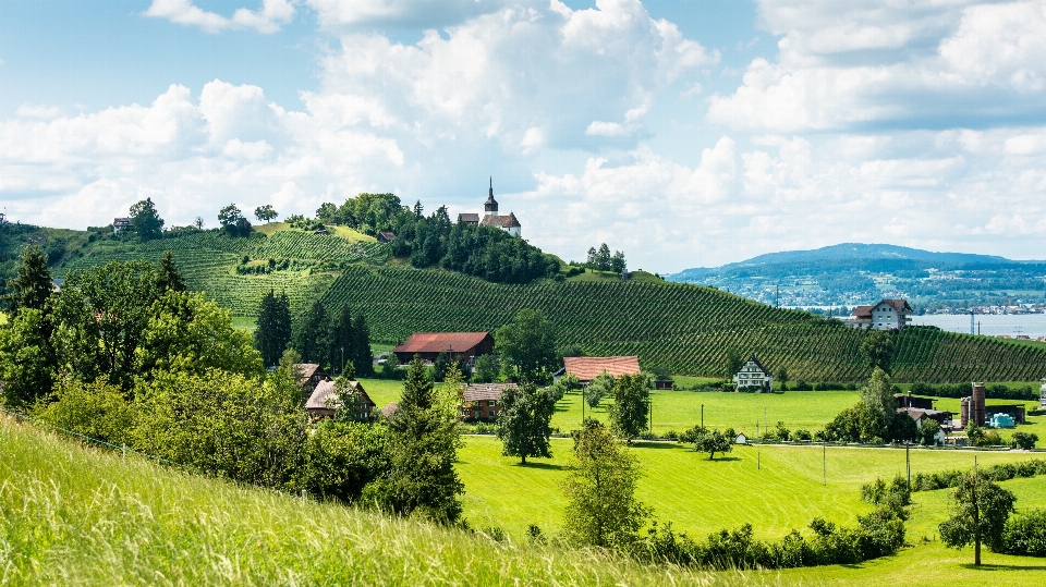 Paisaje naturaleza montaña vino