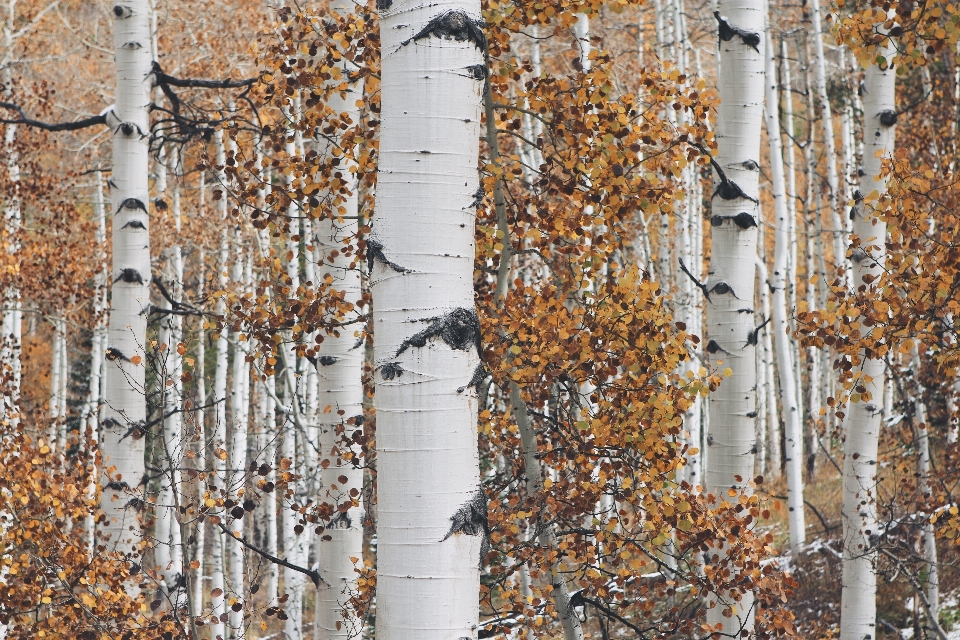 Paesaggio albero natura foresta