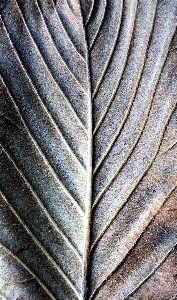 Photo Arbre bifurquer aile usine