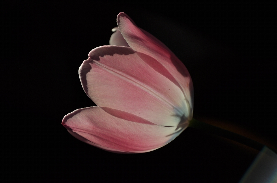 Natura fiore pianta fotografia