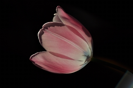 Nature blossom plant photography Photo