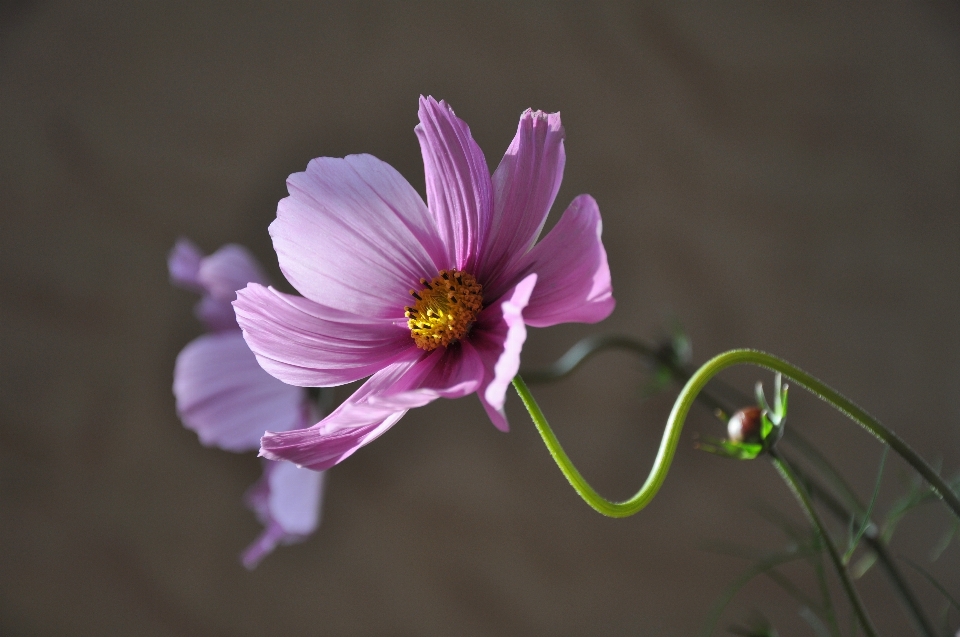 Fleurir usine la photographie fleur