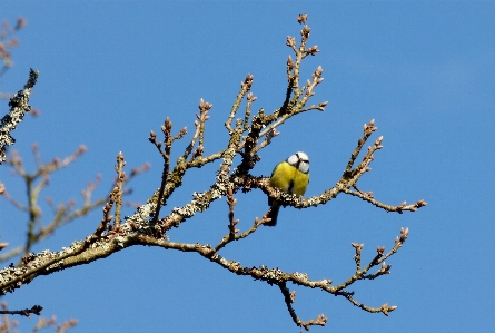 Photo Arbre nature bifurquer fleurir