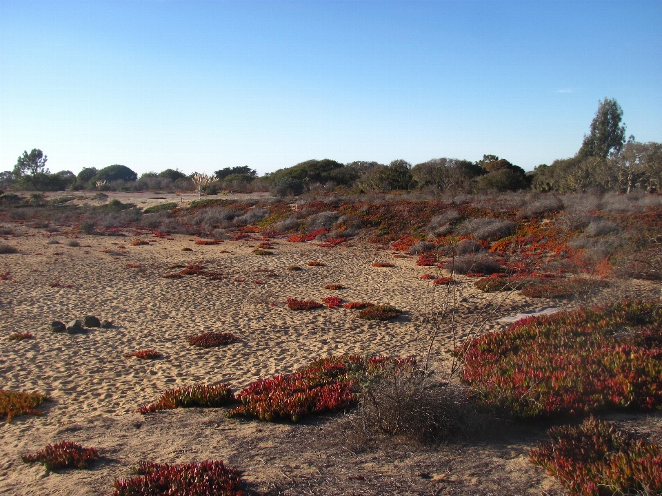 Landschaft natur sand wildnis
