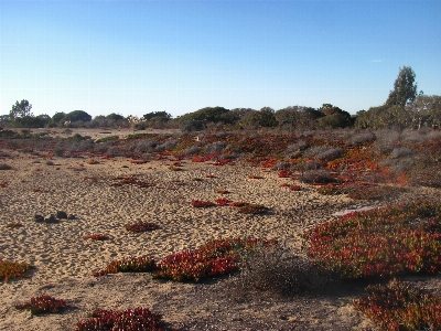 Landscape nature sand wilderness Photo