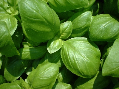 Foto Naturaleza planta hoja flor