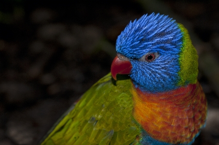 Foto Uccello animali selvatici becco fauna