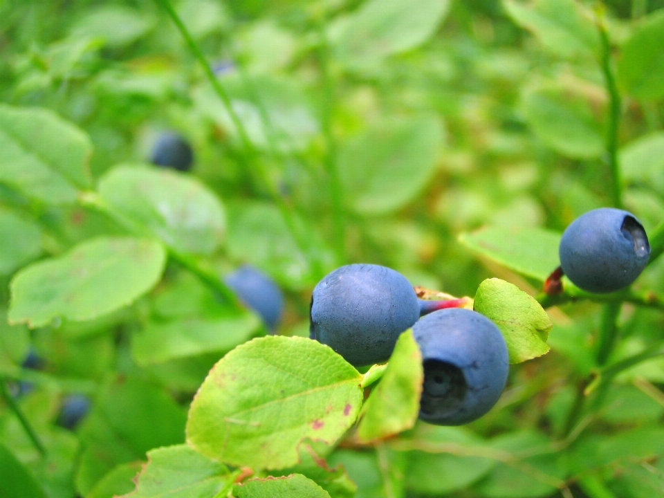 árvore natureza floresta ar livre