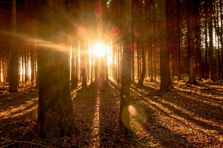 Zdjęcie Krajobraz drzewo natura las