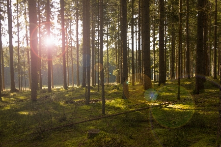 Landscape tree nature forest Photo