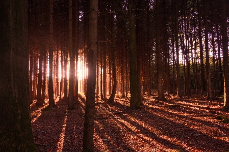 Zdjęcie Krajobraz drzewo natura las