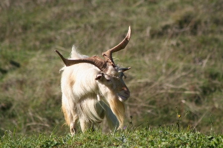 Foto Natura montagna prato
 prateria
