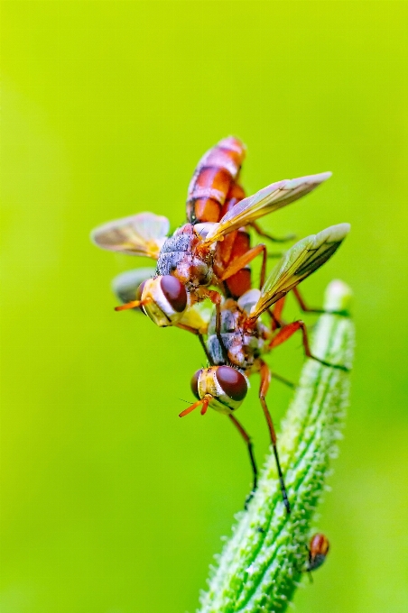 写真撮影 花 飛ぶ 虫