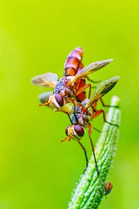 Photography flower fly insect Photo