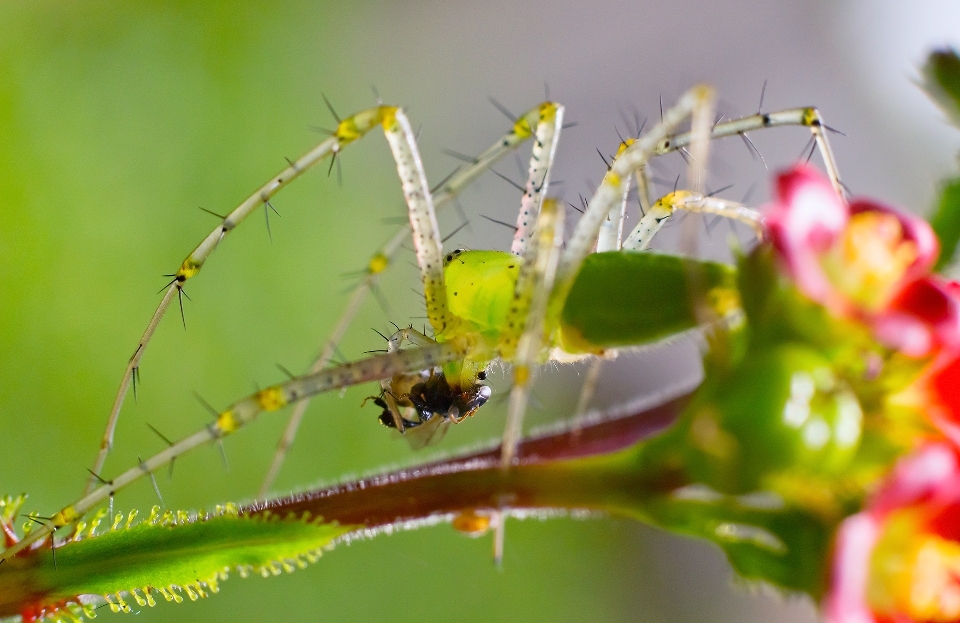 Alam cabang fotografi daun