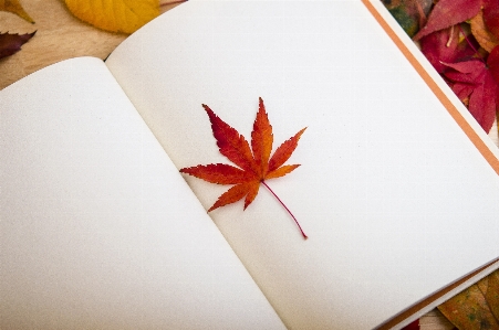 Book plant leaf flower Photo