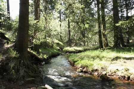 Doğa orman dere
 el değmemiş doğa
 Fotoğraf