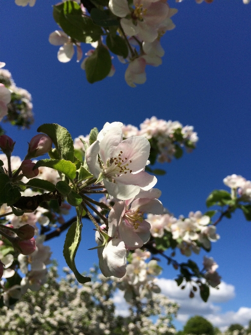 Apple árvore natureza filial