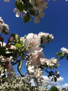 Foto Apple árvore natureza filial