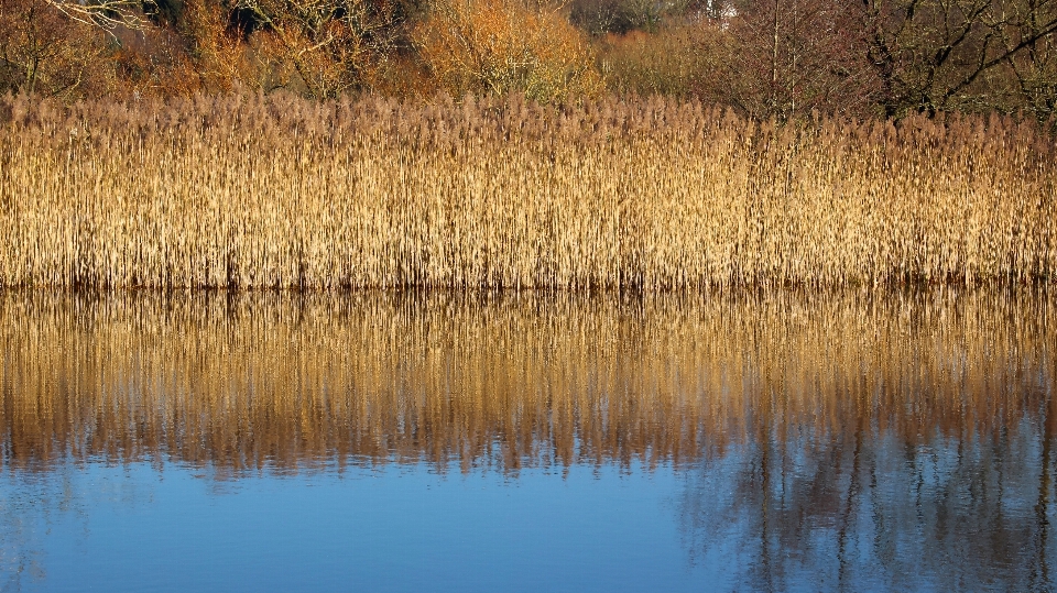 Krajobraz drzewo natura trawa