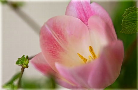 Nature blossom plant flower Photo