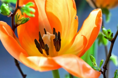 Nature blossom plant flower Photo