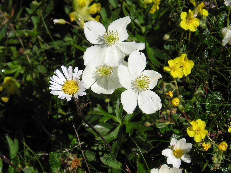 Fleurir usine blanc prairie
