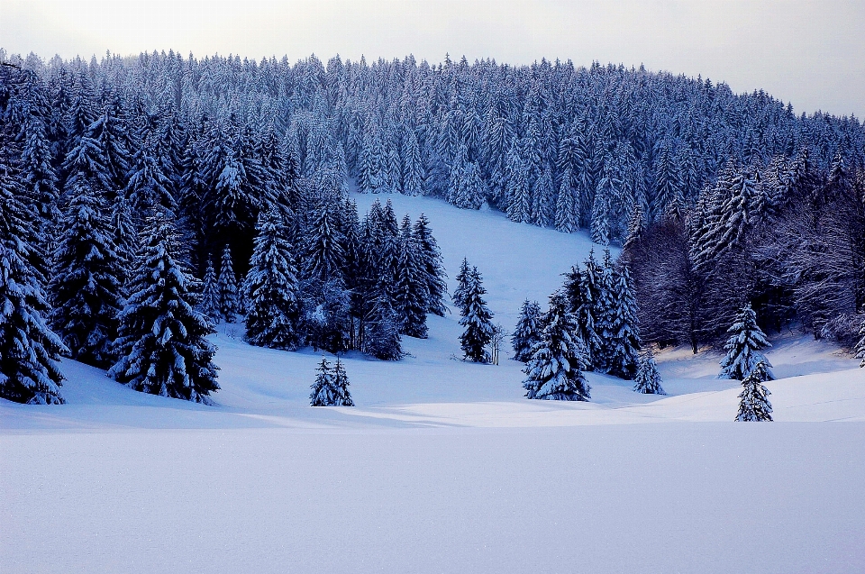 árbol bosque montaña nieve