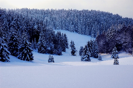 Tree forest mountain snow Photo