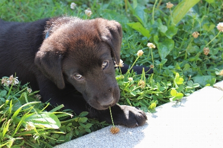 Grass puppy dog cute Photo