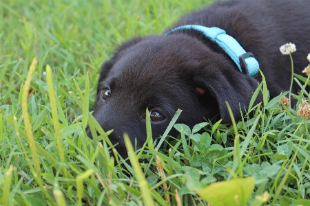 Grass puppy dog cute Photo