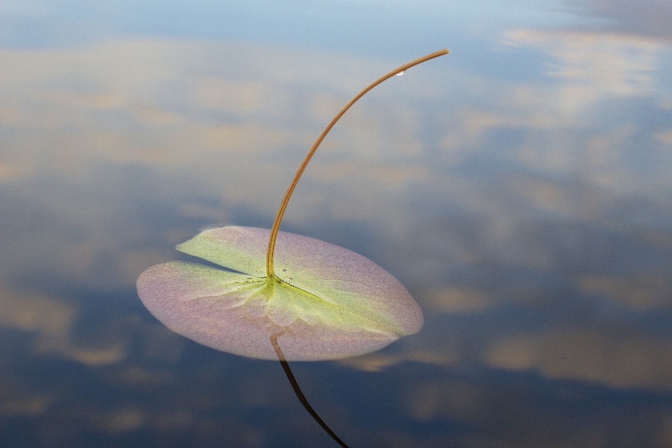 自然 云 植物 天空