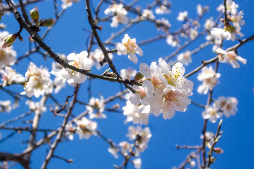 Albero natura ramo fiore