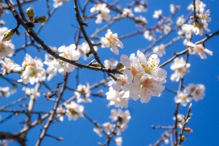 木 自然 ブランチ 花 写真