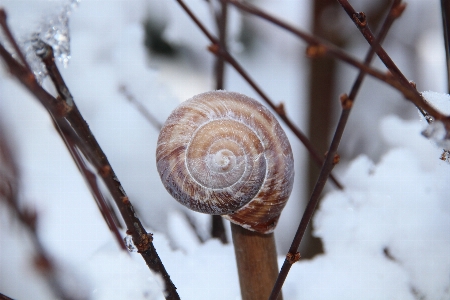 Tree nature branch snow Photo