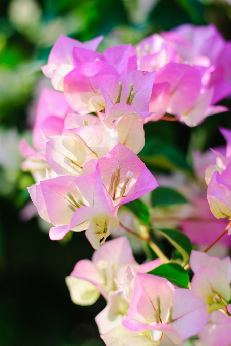 Natur blüte anlage blatt