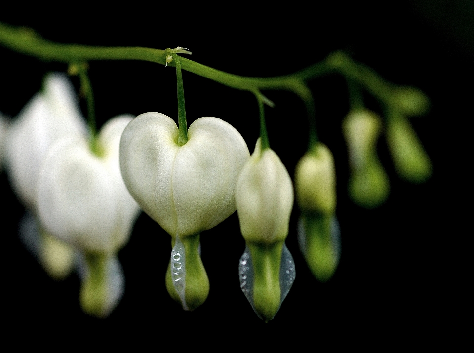 Nature blossom plant photography