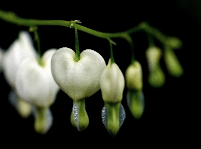 Foto Naturaleza florecer planta fotografía