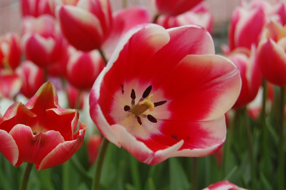 Usine fleur pétale tulipe