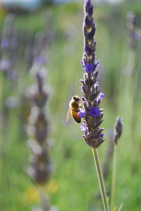 Nature fleurir aile usine