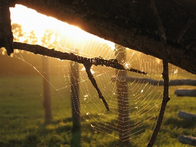 Nature light bokeh sun Photo