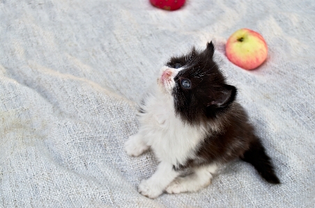 犬 子猫 猫 哺乳類 写真