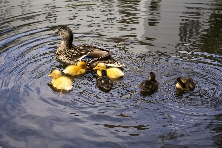 Foto Air alam burung anak