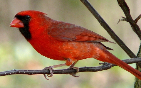 Branch bird male wildlife Photo