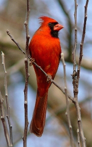 Branch bird male wildlife Photo