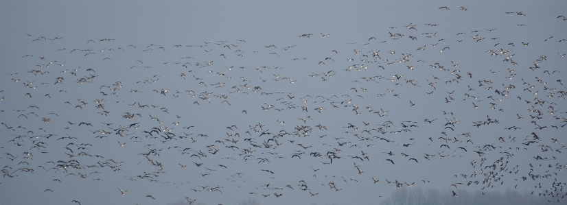 Nature bird wing sky Photo